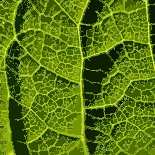 Leaf Art Vector